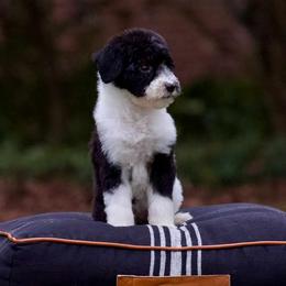 Noelle - Black and white female Sheepadoodle puppy in Denham Springs, Louisiana from GimiPup Doodles