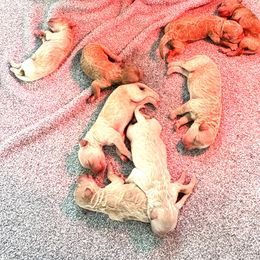 Goldendoodle Puppies from Native Ranch Puppies