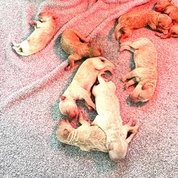 Goldendoodle Puppies from Native Ranch Puppies