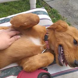 Golden Retriever Puppies from Ginger Snap Golden Retrievers