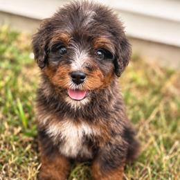 Edmund - Tri-color male Bernedoodle puppy in Travelers Rest, South Carolina from Bernedoodle.do