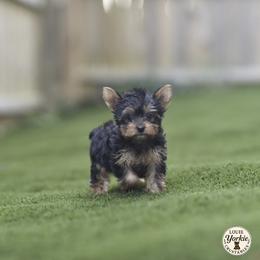 Yorkshire Terrier Puppies from Louie yorkie crustables