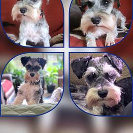 Willow - Miniature Schnauzer