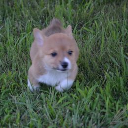 Green - Sable and white male American Corgi puppy in Rose Hill, Kansas from JB Liberty Corgis