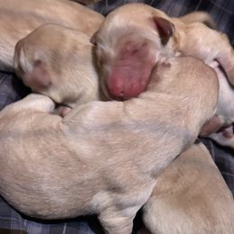Girl 3 - Yellow female Labrador Retriever puppy in Four Oaks, North Carolina from TLC Retrievers
