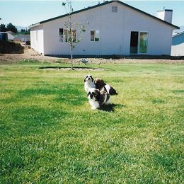 Shih Tzu Puppies from Shih Tzu Dreams Come True