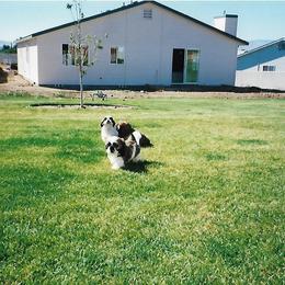 Shih Tzu Puppies from Shih Tzu Dreams Come True