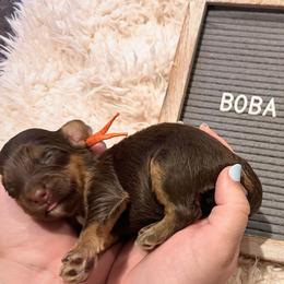Boba Fett - Chocolate merle male Bernedoodle puppy in Travelers Rest, South Carolina from Bernedoodle.do