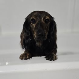 Tilly - Dachshund