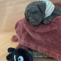 Poodle Puppies from Creek Side Kennels