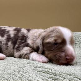 Conrad - Dapple male Dachshund puppy in Hendersonville, North Carolina from Kim's Cove