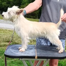 Serena - Fawn female Portuguese Podengo Pequeno puppy in Lexington, North Carolina from Kaprikorn