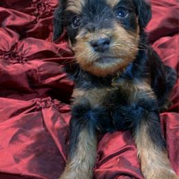 Levi - Black and tan male Schnoodle puppy in Kentucky from Mrs Bs Teeny Schnauzers & Doodles
