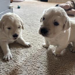 Golden Retriever Puppies from Abundant Grace Goldens