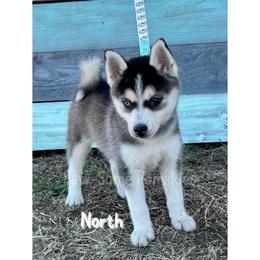 North - Black and white female Pomsky puppy in Krum, Texas from Paw-Some Pomskies