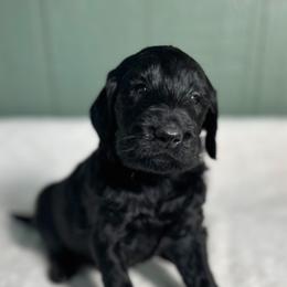 Wayne - Black male Goldendoodle puppy in Osage City, Kansas from Golden Ridge Goldens