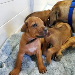 Rhodesian Ridgeback Puppies from Willowist Rhodesian Ridgebacks