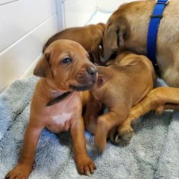 Rhodesian Ridgeback Puppies from Willowist Rhodesian Ridgebacks