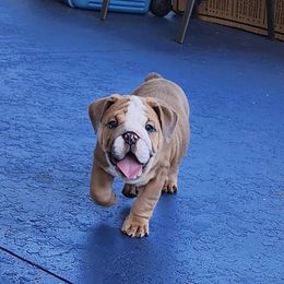 Bulldog Puppies from Adorable Bulldogs