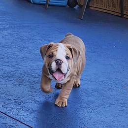 Bulldog Puppies from Adorable Bulldogs