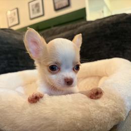 Gizmo - Cream and white male Chihuahua puppy in Springfield, Missouri from Casadelopez Tails