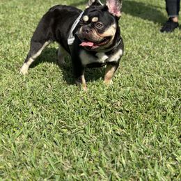 French Bulldog Puppies from Xklusive frenchies