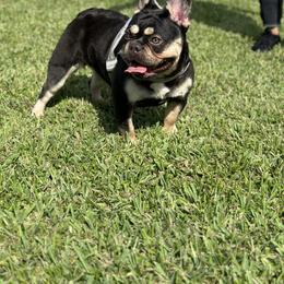 French Bulldog Puppies from Xklusive frenchies