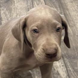 Great Danes from DNA Great Danes