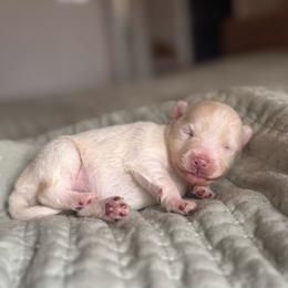 Girl 4 - White female Pomsky puppy in Grass Valley, California from Karalot Pomskies