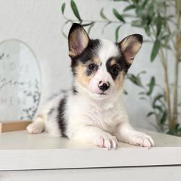 Blue Merle Boy - male American Corgi puppy in Moreno Valley, California from Corgi Dobie Co.
