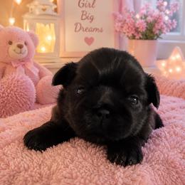 Girl 1 - Black female Shih Tzu puppy in Augusta, Maine from Zulas Shih Tzu of Maine