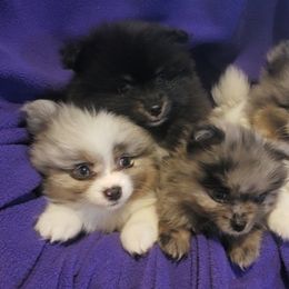Teagan - Orange sable female Pomeranian puppy in Burton, Michigan from Ranger's Pomeranians