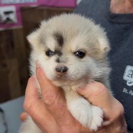 Celia - Merle female Pomsky puppy in Spring Hill, Florida from PDQ Pomskies