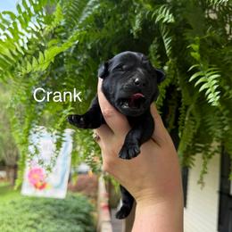 Crank - Black male Labrador Retriever puppy in Lenoir, North Carolina from Wooten Retrievers