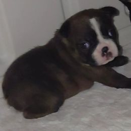 Chloe - Seal and white female Boston Terrier puppy in Brick, New Jersey from Meatloaf's Boston