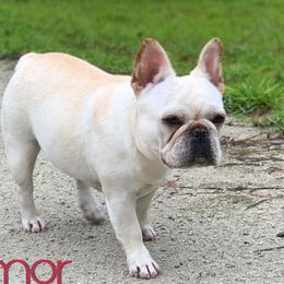 Rumor - French Bulldog