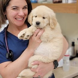 Golden Retriever Puppies from DoubleTake Goldens