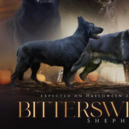 German Shepherds from Bittersweet Shepherds