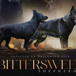 German Shepherds from Bittersweet Shepherds