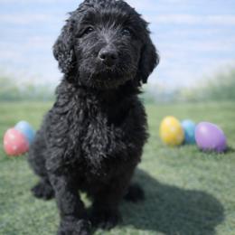 Eddie Munson - Black male Bernedoodle puppy in Bennett, Colorado from Darling Paws, LLC