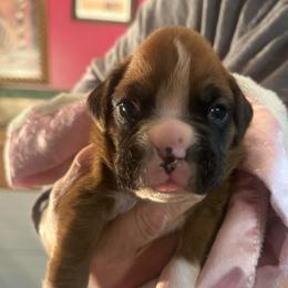 Penelope - Fawn female Boxer puppy in Elyria, Ohio from Just-A-Wyn Boxers