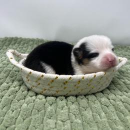 Patty - Black and tan female Pembroke Welsh Corgi puppy in Waco, Texas from The Comma Corgis