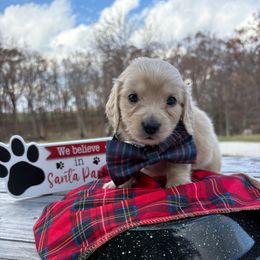 Comet - Cream male Dachshund puppy in Marshfield, Missouri from Hilltop Kennel LLC