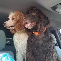 Poodles from Donata's Poodles