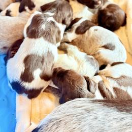 Princess - Chestnut and gray female Wirehaired Pointing Griffon puppy in Shelbyville, Texas from AndersonK9Kennels Bayou Beards