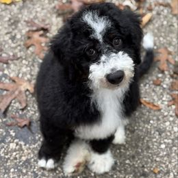 Art (Blue boy) - Tri-color male Bernedoodle puppy in Waukesha, Wisconsin from Bernedoodle Boutique (and Cavapoos)