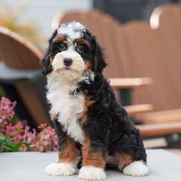 Quincy - Tri-color female Bernedoodle puppy in Dundee, Ohio from Down Home Doodle