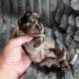 NATE - Dapple male Dachshund puppy in Swink, Oklahoma from Palali Farm