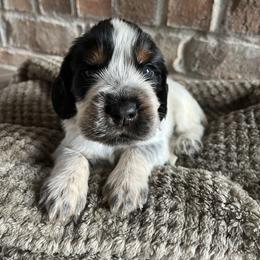 Boy 1 - Tri-Roan male English Springer Spaniel puppy in Wilmer, Alabama from Southbend Springers