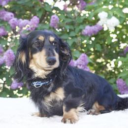 Zoro - Dachshund